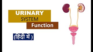 Urinary System  Function  in Hindi [upl. by Kilan]