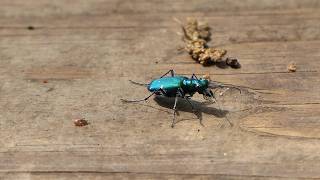 Sixspotted Tiger Beetle wanders around on boardwalk [upl. by Annayk]