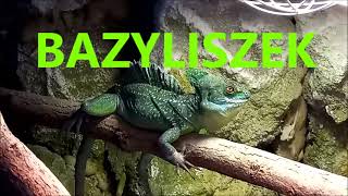 BAZYLISZEK Płatkogłowy  Basiliscus plumifrons [upl. by Gula648]