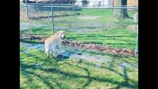 Stevie the WonderDog tippy taps puddle dancing [upl. by Selemas]