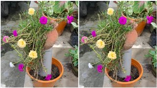 Moss rose creative garden ideas Portulaca plant decoration [upl. by Phedra]