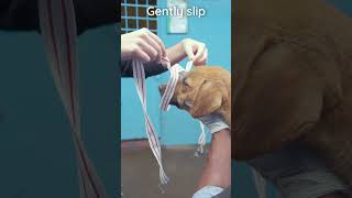 How to tie a bandage muzzle on a dog veterinary clinicalskills animalhandling vetacademy shorts [upl. by Aloin33]