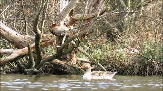 Westbere Lakes  April 2016 [upl. by Ahiel390]