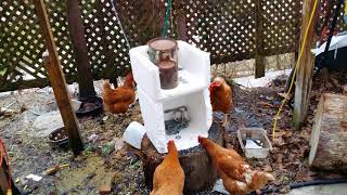 Chickens eating styrofoam [upl. by Mariken]