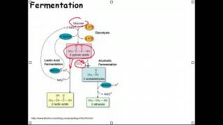 FERMENTATION [upl. by Anid115]