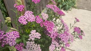 Yarrow Plant Profile [upl. by Eibloc]