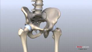 Hip Anatomy Animated Tutorial [upl. by Sallie]