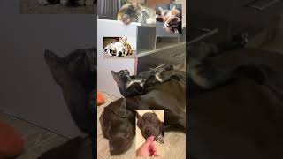 Naughty cat scares his dog friend😺🐶❤️❤️❤️🔥🔥🔥 [upl. by Ordnasela11]