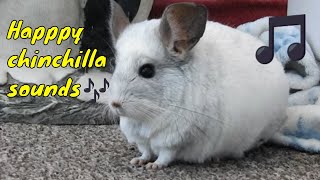 Happy chinchilla sounds noises [upl. by Lebazej932]