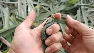 how to make grasshopper with coconut leaves [upl. by Ignatz]