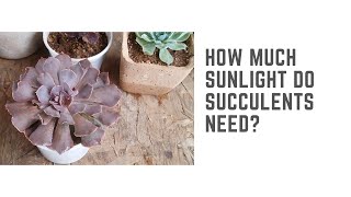 SUCCULENT FAQ 3  HOW MUCH SUNLIGHT DO SUCCULENTS NEED [upl. by Hanover792]