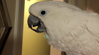 Cockatoo pretending to be a cat [upl. by Nehgaem225]