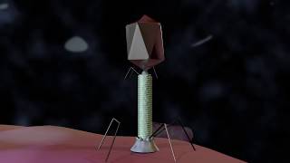 56 life cycle of Bacteriophage  Lysogenic  Lytic life cycle of Bacteriophage Fsc class 11 Biology [upl. by Zetrom]