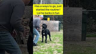 Cane Corso Bark Training 🤣🤦🏻‍♂️🤷‍♂️canecorso [upl. by Brockwell943]