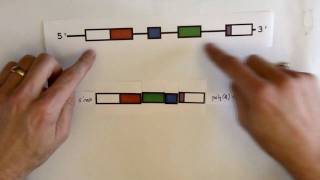 RNA splicing [upl. by Eltsyrhc]