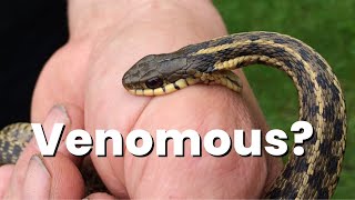 turns out my childhood snake is venomous [upl. by Bibah]