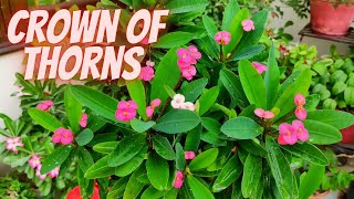 Common Problems With Crown of Thorns  Crown Of Thorns Plant Care  Euphorbia Milii [upl. by Assennev]