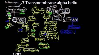 Signal Transduction Pathway the 7 transmembrane alpha helix MAP [upl. by Leake]