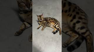 cat autostyle uscity fyp foryou fypyoutube [upl. by Winwaloe]