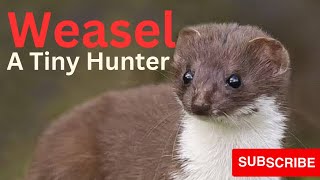 Incredible Hunting Skills🦦🦦🦦 weasels wildlife animal [upl. by Omer]