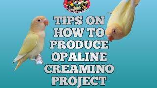 TIPS HOW TO PRODUCE OPALINE CREAMINO PROJECT [upl. by Alekim757]