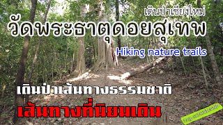 เดินป่าธรรมชาติวัดดอยสุเทพ  Hiking nature trails [upl. by Cirala]