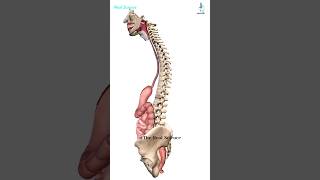 Alimentary Canal  Digestive Tract Pathway from Mouthanus shorts [upl. by Pelmas295]