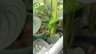 Sansevieria leaf cuttings Propagation in water plants houseplants [upl. by Sherlock290]