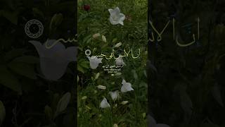 Surah Al Asr quran quranrecitation qurantranslation islam guidance allah peace religion [upl. by Kaya900]