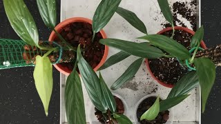 Epipremnum Amplissimum Silver  Repotting and Propagation [upl. by Odilia]