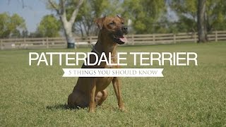 PATTERDALE TERRIER FIVE THINGS YOU SHOULD KNOW [upl. by Imrots80]