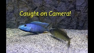 Watch Fish ReproduceCaught on Camera [upl. by Lavern110]