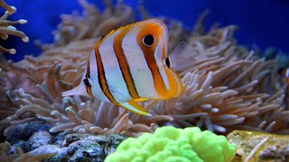 Copperband Butterflyfish  Eating Frozen  Saltwater Fish  Quarantined Fish  Reef Aquarium [upl. by Yrailih]