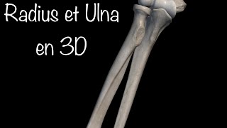 Le radius et l’ulna ostéologie de l’avant bras [upl. by Airreis]