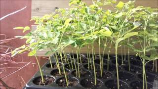 How to grow the moringa super food as micro greens [upl. by Baalman800]