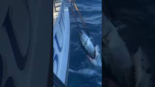 Sportfishing Captain tries to pry a bluefin tuna out of the jaws of a massive mako shark [upl. by Agnella]