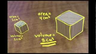 Small is Mighty the SquareCube Law [upl. by Ceevah]