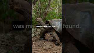 The Galápagos Giant Tortoise Rediscovery [upl. by Dettmer]