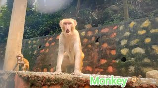 Monkey in moti jharna sahibganj monkey playing [upl. by Seroled]