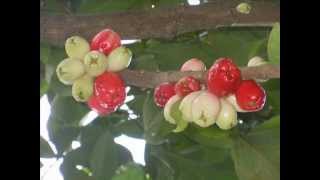 LA MANZANA DE AGUA LOS CAJUILITOS [upl. by Gerdi]