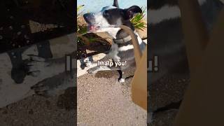 Doggo helps water plants officedog funnydogvideos dogshorts dogsofyoutube [upl. by Onitsirc]