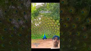 peacock 🦚 peacock peacocks peacocking animals peacockbeauty shorts vaeral vaeralvideo dance [upl. by Airlia]