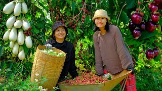 Harvesting coffee cherries eggplants to sell at the market building farms cooking gardening [upl. by Meagher236]