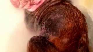 Demodex mite cure for dogs [upl. by Cavil]