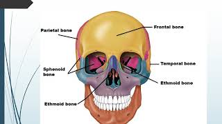 Chapter 7 Axial Skeleton [upl. by Nylrahc840]