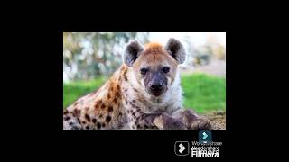 SPOTTED HYENA drsksinghchanneljaishree1255 [upl. by Editha]