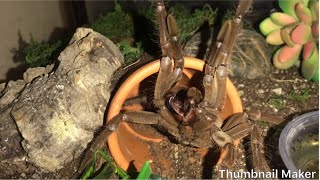 Angry Tarantula Hissing at me [upl. by Llednar]