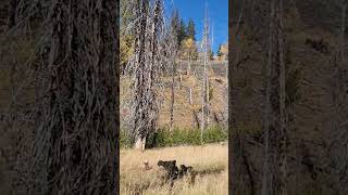 Naneum Meadow Creek 6 Doodles Elk wallow [upl. by Emalee]