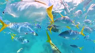 Whitsundays snorkelling with the fish [upl. by Hagood]