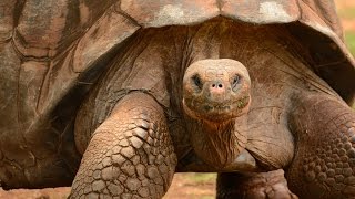 World’s BIGGEST TORTOISE The Giant Galapagos Tortoise 5 fascinating facts [upl. by Eelyme441]